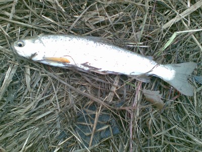 20110409.jpg